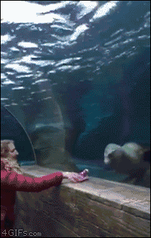 4gifs:  Sea lion chases a little girl’s glove like a dog. [video]