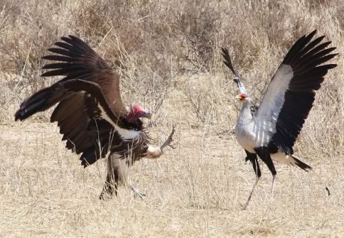 dezzoi:  bird wars: Lappet Faced Vulture vs. Secretary Bird 