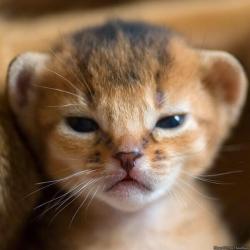 awwww-cute:  Itty bitty baby lion 
