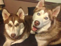 awwww-cute:  When you have two huskies it