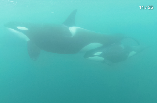 theincredibleorca: arlluk: kohola-kai: Underwater images of Japanese resident Orca, captured by n