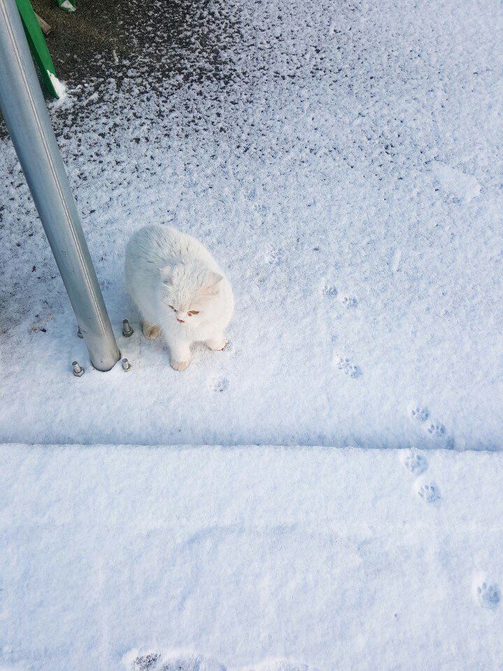justcatposts: She cold