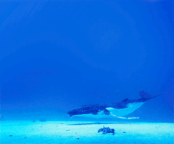underthevastblueseas:  This is the most beautiful gif. They are such graceful creatures. 
