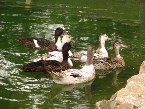 The girls enjoying the pond on their first day out into their run!Poultry Resort is actually a conve