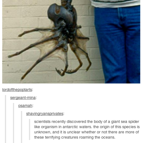 kabutocub:  mmanalysis:  clambistro:  Tumblr is such an intelligence/information suckhole it makes me physically incensed. Here is the story about the Antarctic sea creatures, which the text is taken from; it contains approximately zero photos of “giant