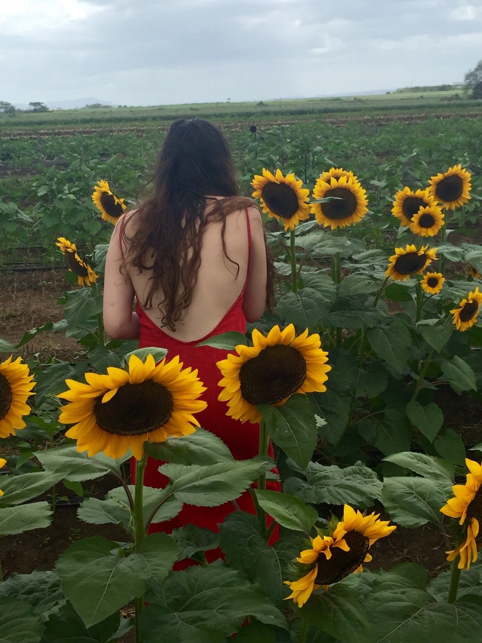 bajoestalupa:  The closest I’ll get to Tuscany Sunflower harvest, Guanica, PR 