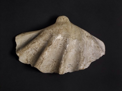 iehudit:Phoenician cosmetics vessel, c.700-650 BCE, carved tridacna shell