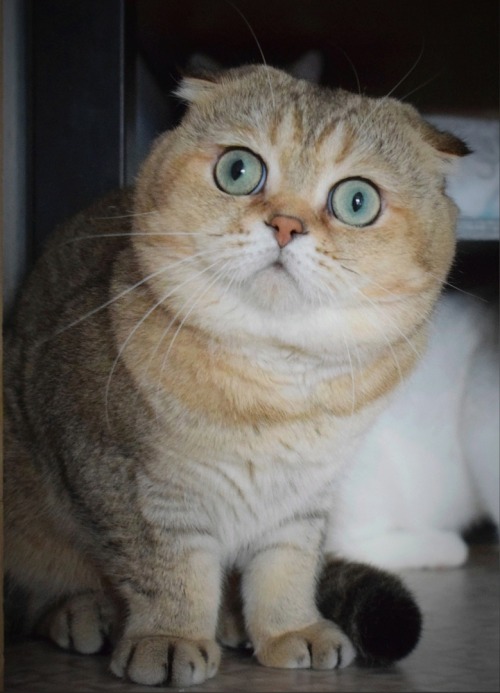 Фото породы Шотландская вислоухая кошка (Скоттиш - фолд)