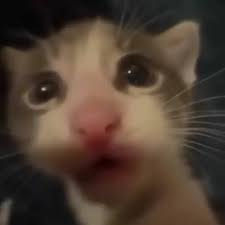 Tfw Your Friend Does A Screen Record W Your Voice In The Background And You Hear How Your Voice Has Changed