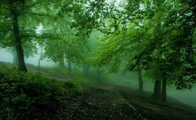 parsabad:Behshahr forest/ Mazandaran/ IranPhotographer: gholamreza ahmadi
