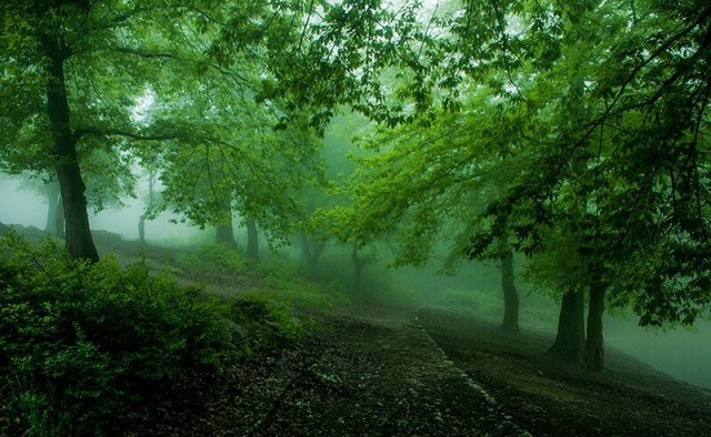 parsabad:Behshahr forest/ Mazandaran/ IranPhotographer: gholamreza ahmadi