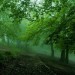parsabad:Behshahr forest/ Mazandaran/ IranPhotographer: gholamreza ahmadi