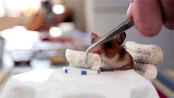 mememolly:  sizvideos:  Tiny Hamsters Eating Tiny Burritos - Video  same. 