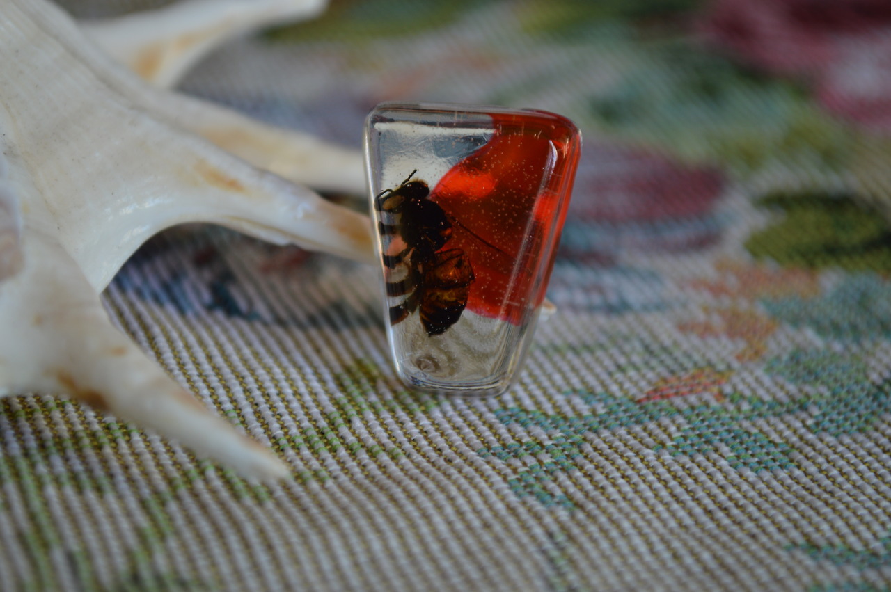 vultureshop: Honey bees preserved in resin.   Don’t forget Free Shipping for
