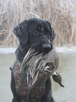 Gentleman Bobwhite