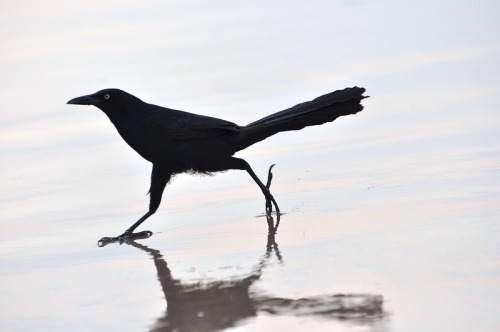 Great-tailed Grackle Appreciation Post