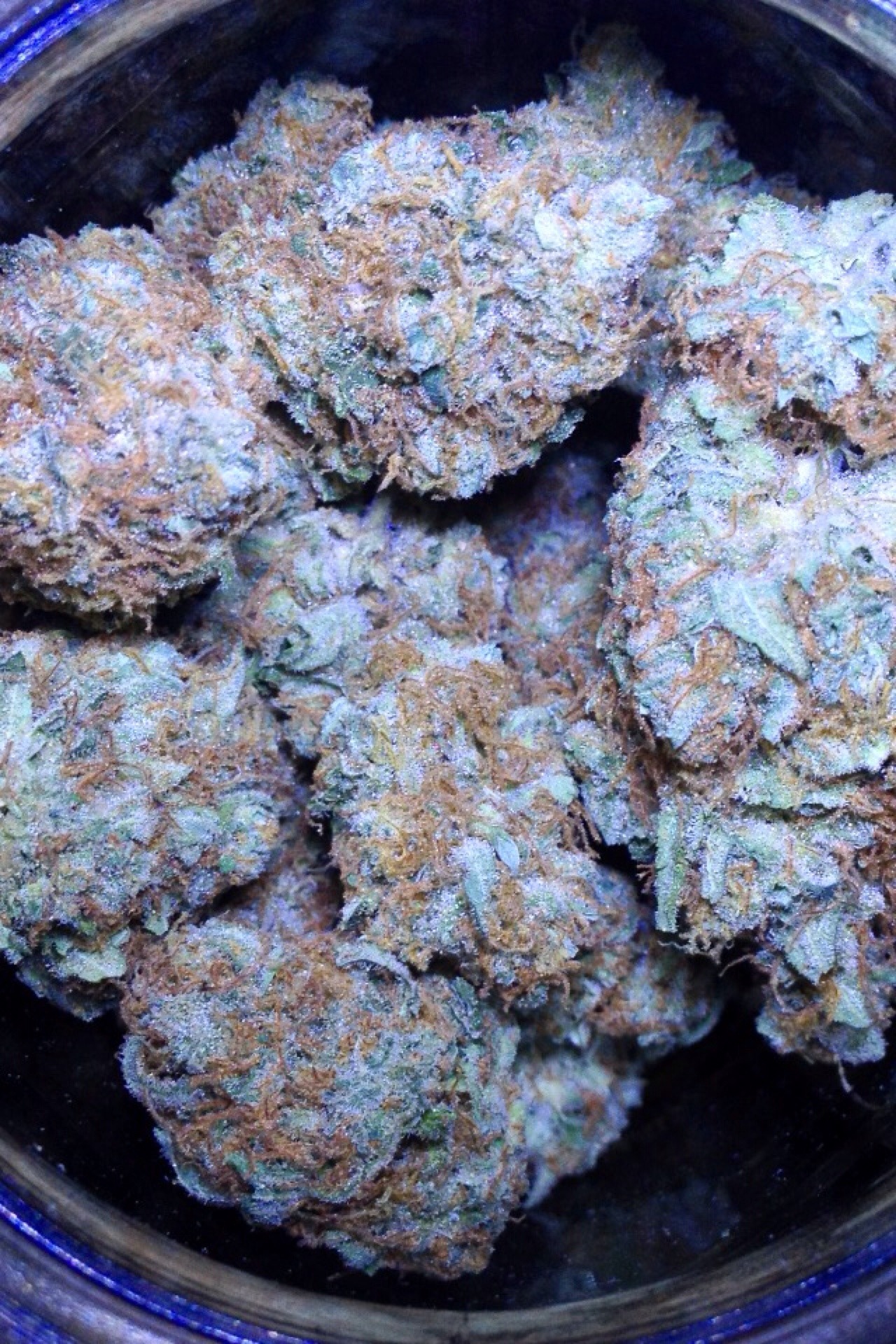 medicinalonly:  Jack Herer 🍃