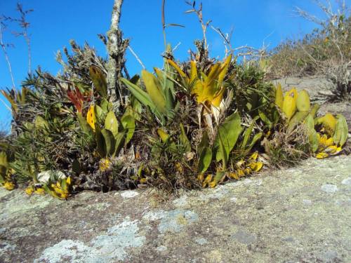 orquidofilia - Rupicolous Bifrenaria in their natural habitat...