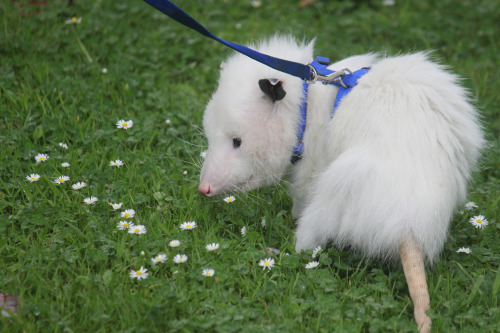 opossummypossum: “Cotton” is a perfect little opossum camouflaging as a perfect little white cloud.