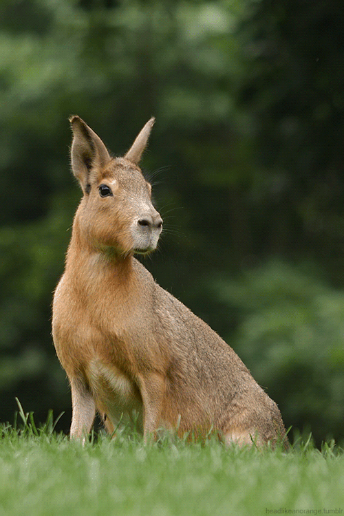 headlikeanorange: Patagonian Mara