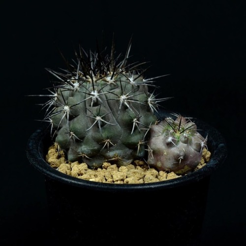 Copiapoa SP (黒王丸 x Copiapoa calderana) Copiapoa cinerea x Copiapoa calderana #cactus #サボテン #succulen