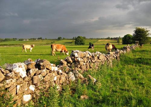 oglaighnaheireann: Cow field in County Roscommon, Ireland