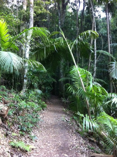 tropicalblxck: vanillaa-sunshine: ❁❁ Calm and relaxing jungle blog ❁❁ following back jungle/tropi