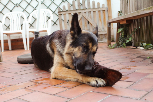 Koda eating a cow’s ear 