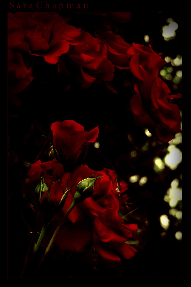 gothnrollx:  Red Roses by ~Pinksazzle 