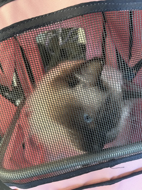 Daily Dose Of Cat Pics