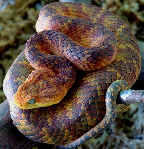 moongoddessgarden:  Atheris squamigera, common names:  green bush viper, variable bush viper, leaf viper and others, is a venomous viper species that can be found in West and central Africa: Ivory Coast and Ghana, eastward through southern Nigeria