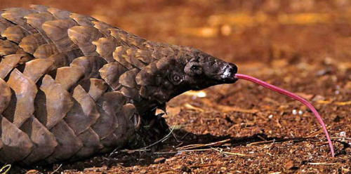 cool-critters:Ground pangolin (Manis temminckii)The ground pangolin is one of four species of pangol