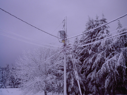 cheekyskunk:This morning we woke up inside a snow globe!