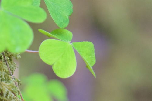 julesofnature:“Today is the first day of spring, the 24 hours when night and day are equal lengths a