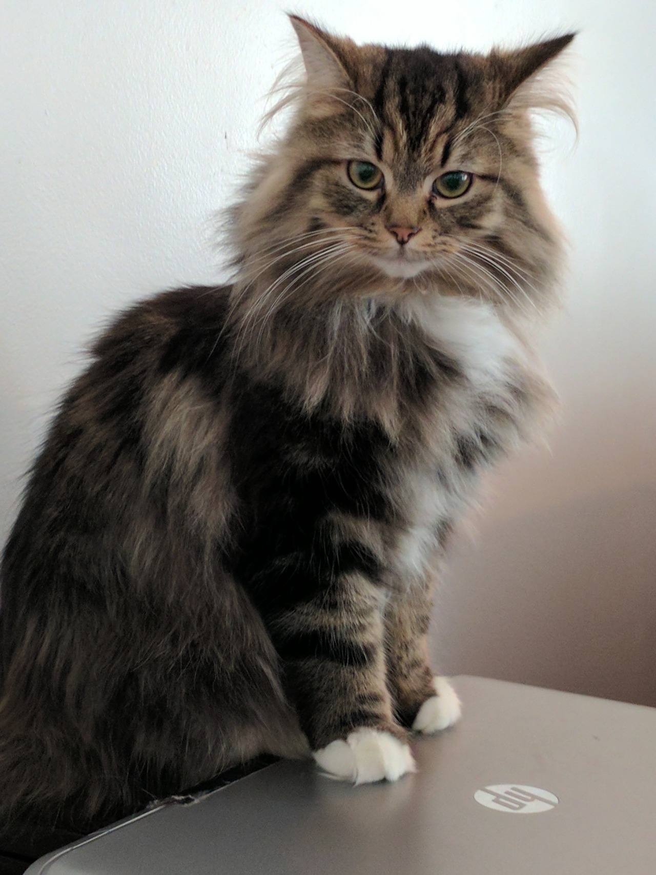 mysilverylining: OZ, and his magnificent everything.