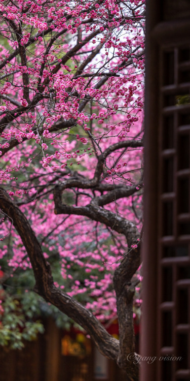 red plum blossoms, tiefosi铁佛寺, huzhou, zhejiang province by 影像视觉杨