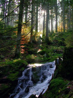 saepphire:  allthingseurope:  Vosges, France (by chicos54)  ❁ 