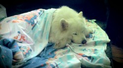 lifeofsamoyeds:  What could be better in a cold winter morning? Today is the first winter’s day…)