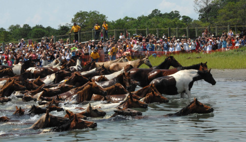 equine-awareness:  The Chincoteague PonyEvery porn pictures