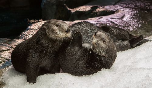 dailyotter:Well, Sea Otters? Is It Cuddle Time or Wrestle Time?Via Aquarium of the Pacific