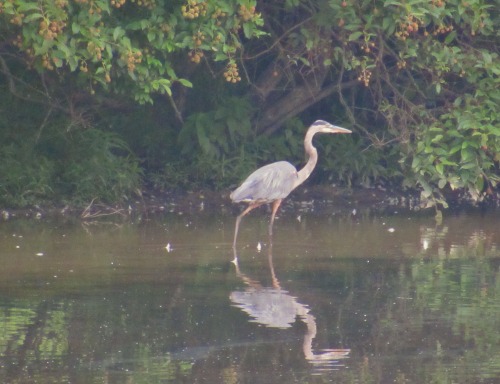 A great blue heron was working that pond at the same time as the egret. They’re pretty closely relat