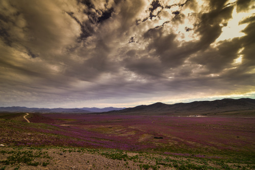 kusta-astronaut:  Desierto Florido 