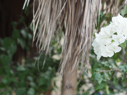 Nature in Sobic Hotel, Tunis village, Fayoum, Egypt.