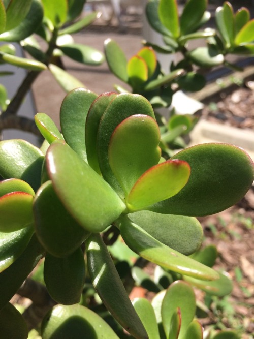 Crassula ovata is in the family Crassulaceae. Commonly known as Jade plant, it is native to South Af