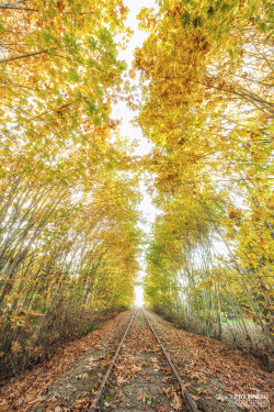 llbwwb:  (via 500px / Fall’s Canopy by Craig Letourneau)