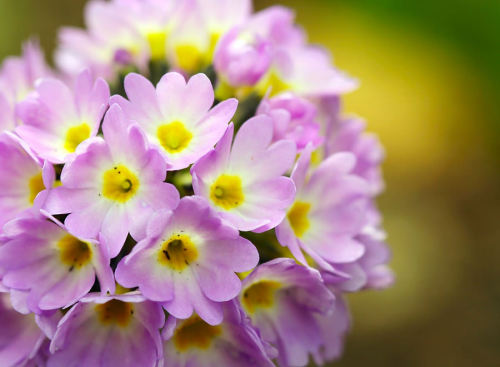 mgonzodom71:  outdoormagic:  Sunny Flower by Karen_Chappell   ❤️ 