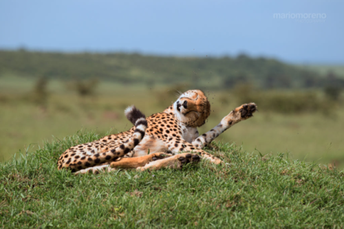 A female cheetah battling to get rid of swarming flies.Photo by Mario Moreno