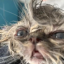 milo-bean2