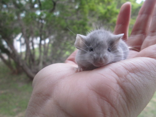 m0bscene-:  rappsrats:  afrightenedmouse:  LOOK look at this cutie for adoption right now at my mousery!!!!  Why are the cuties always so far away ;3;  aw