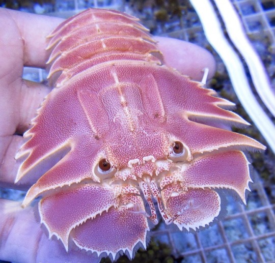 stagbeetleboy:stagbeetleboy:Slipper lobsters go seriously hard. No fr they’re so